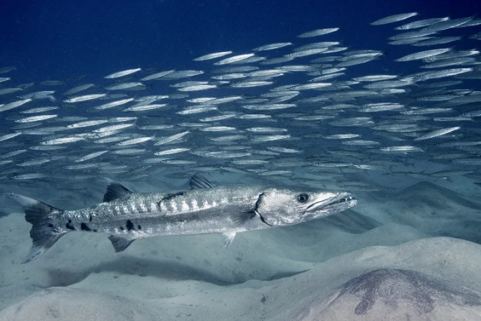 Fischschwarm in türkisblauem Wasser