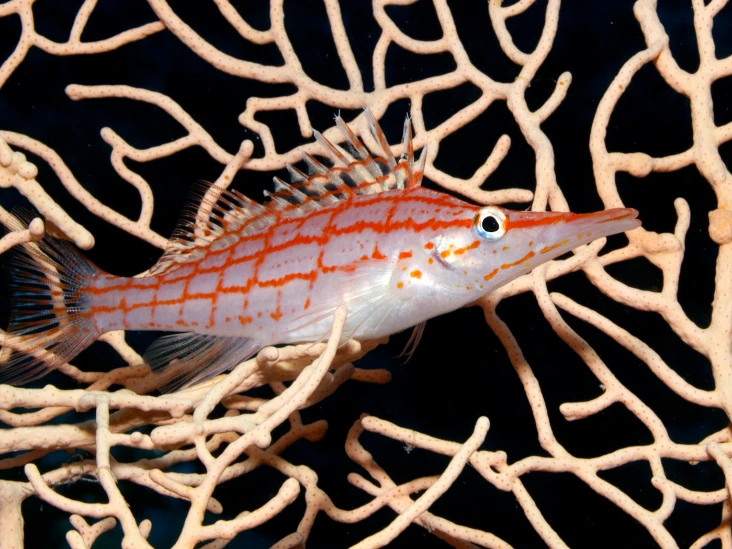 Roter Fisch zwischen schwarzen Korallen