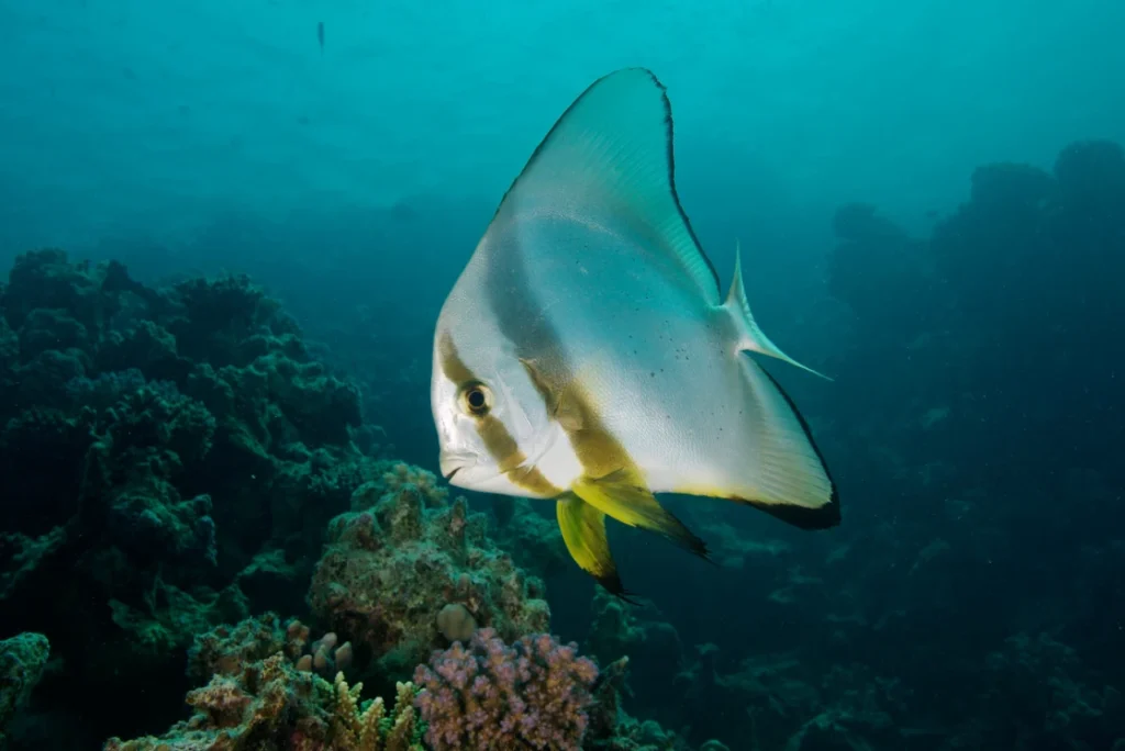 Fisch im Korallenriff