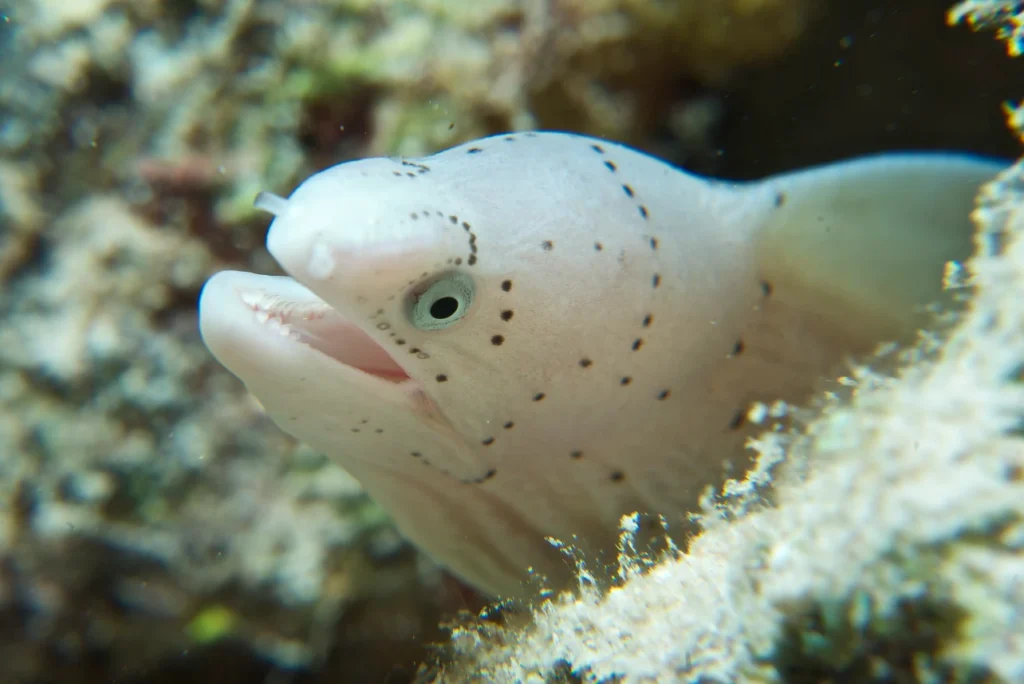 Weißer Fisch zwischen Korallen