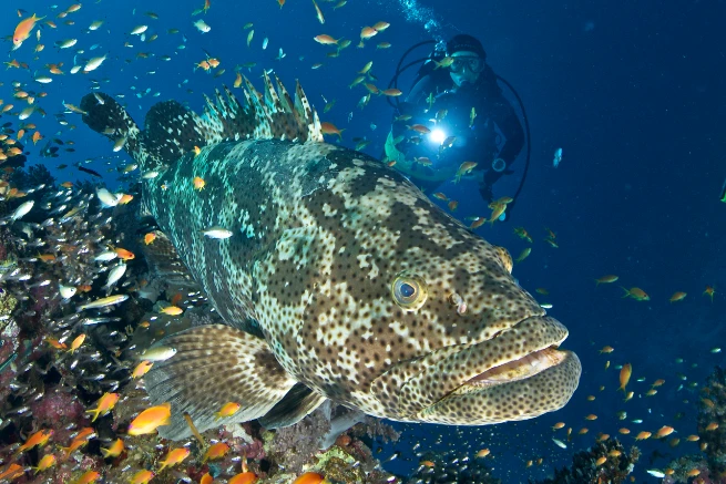 Taucher beleuchtet Fisch zwischen Korallen