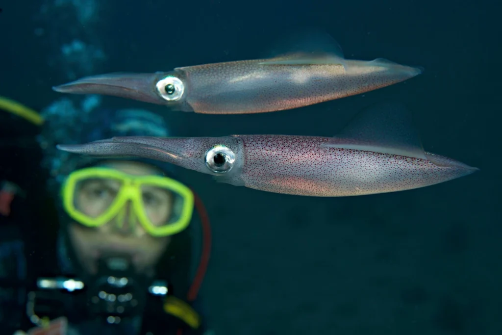 Zwei Tintenfische unter Wasser