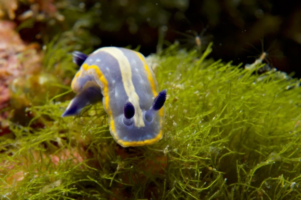 Blau-gelber Fisch im Seegras