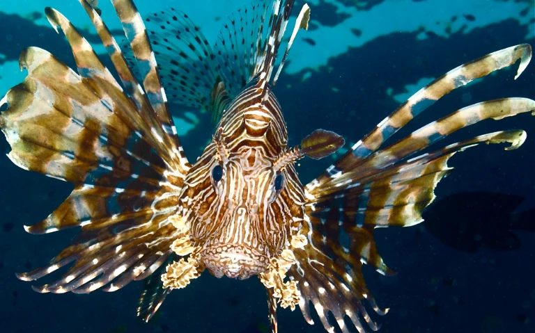 Rotfeuerfisch Nahaufnahme unter Wasser