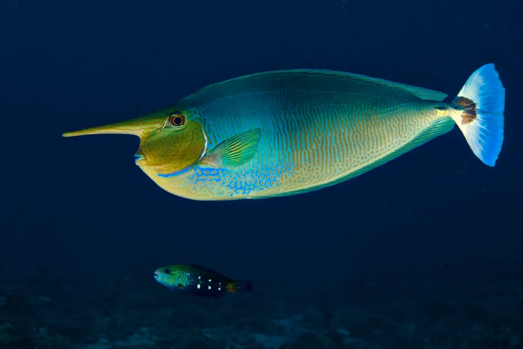 Grüner Papageienfisch unter Wasser