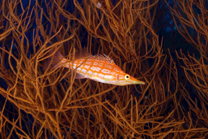 Orangefarbener Fisch zwischen Korallen