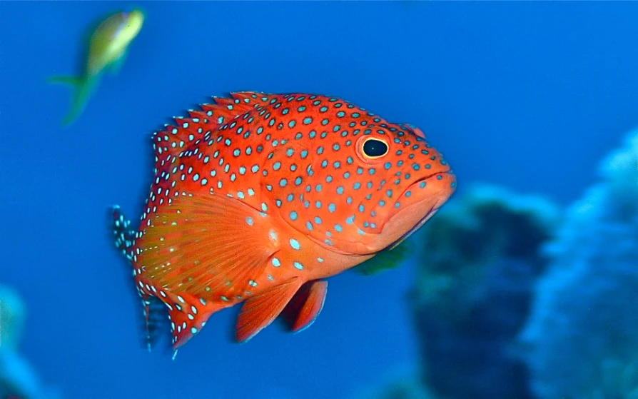 Roter Fisch Nahaufnahme unter Wasser