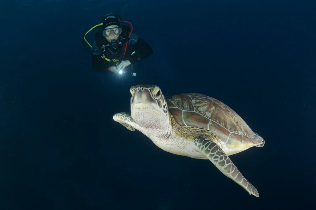 Meeresschildkröte unter Wasser von unten fotografiert